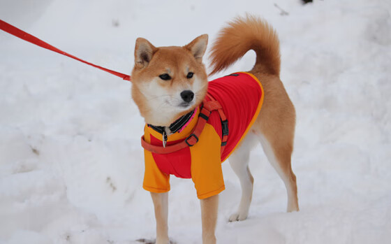 九游用户空间-中国女篮防守稳健 多次化解对手攻势，中国女篮真棒