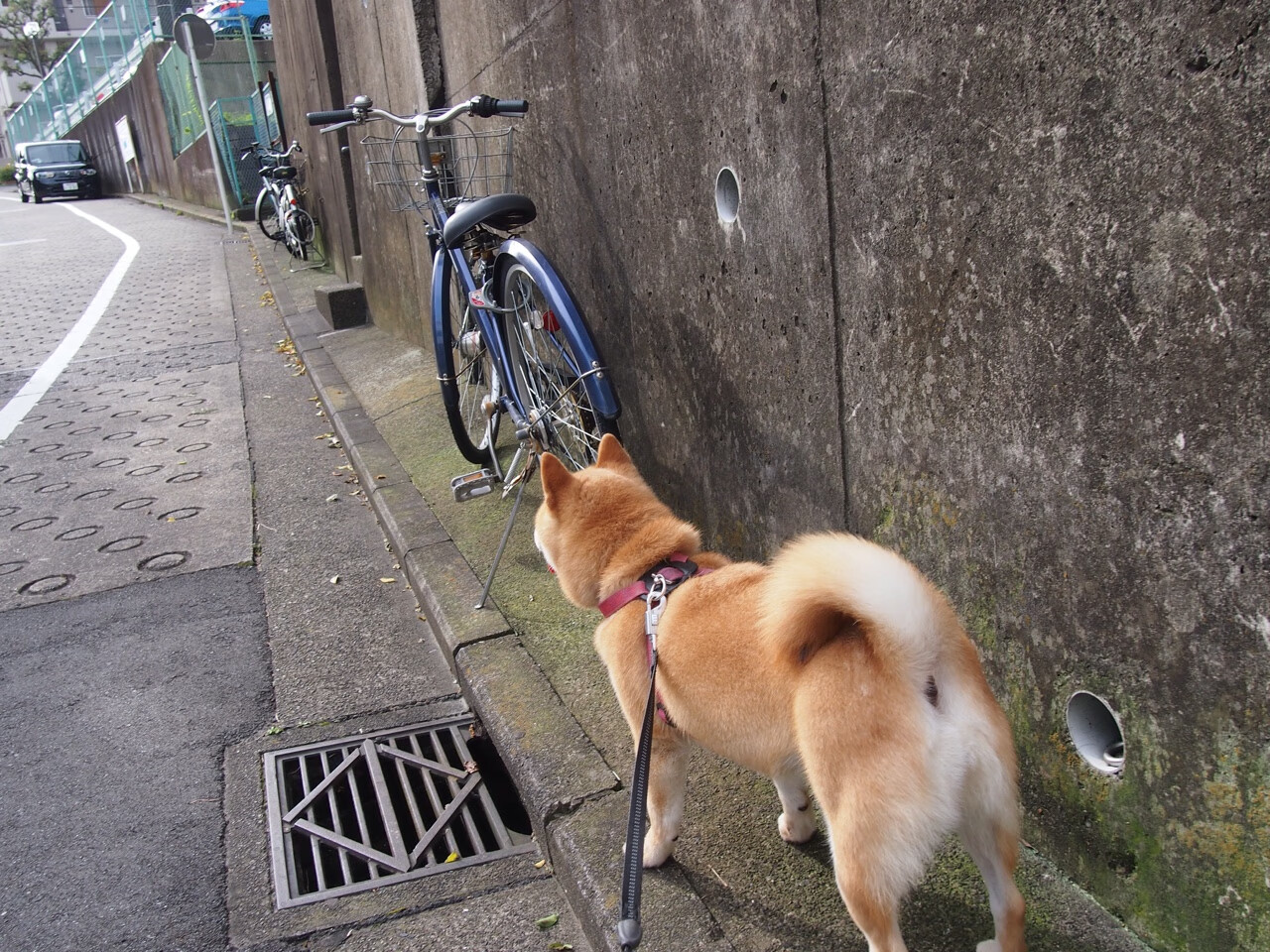 九游娱乐官网 (jiuyou)-外援政策变动频繁影响俱乐部稳定,球队外援