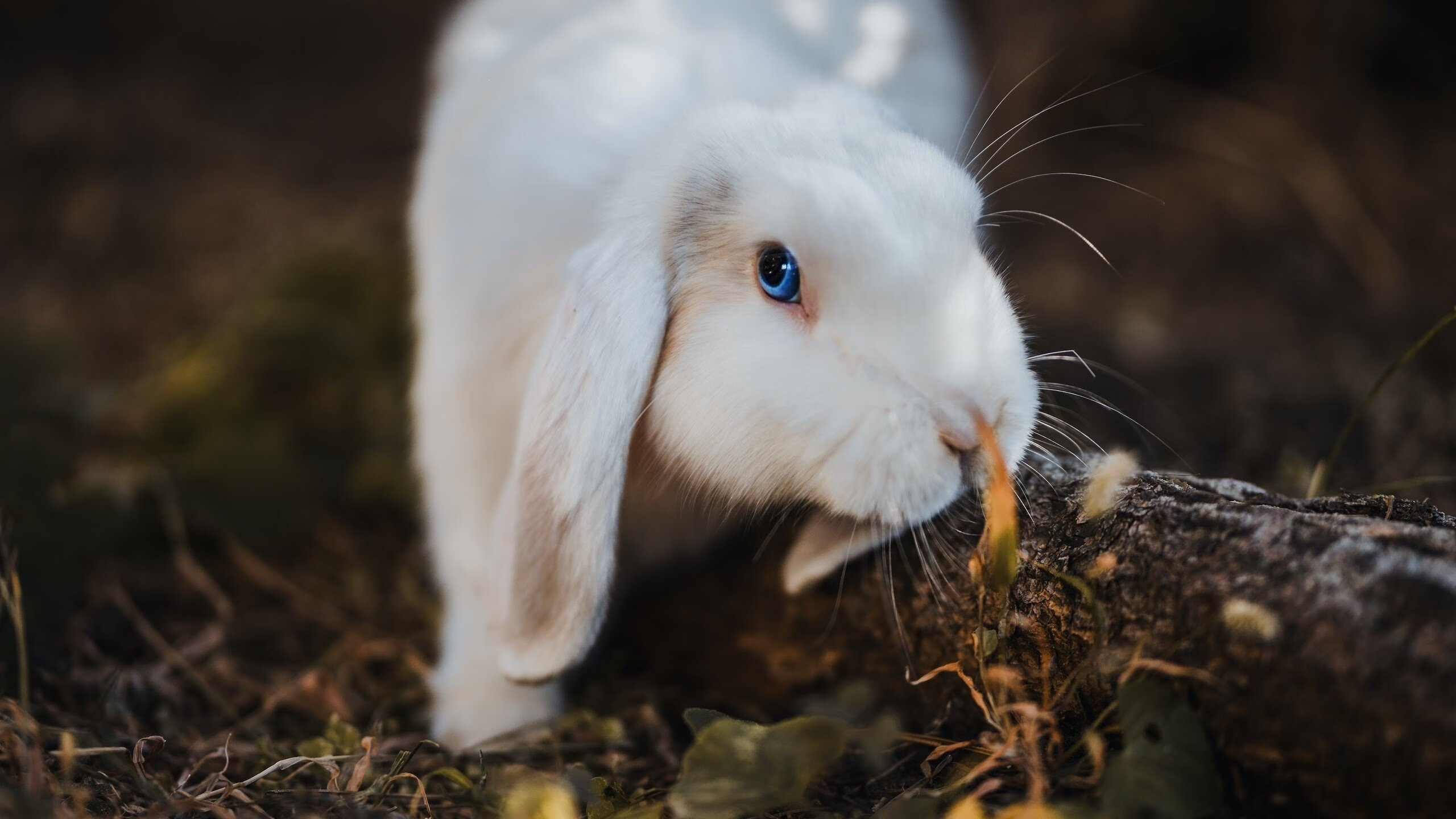 九游网页版官网-皇家贝蒂斯主打中场压制力求主动,皇家贝蒂斯是谁的小弟