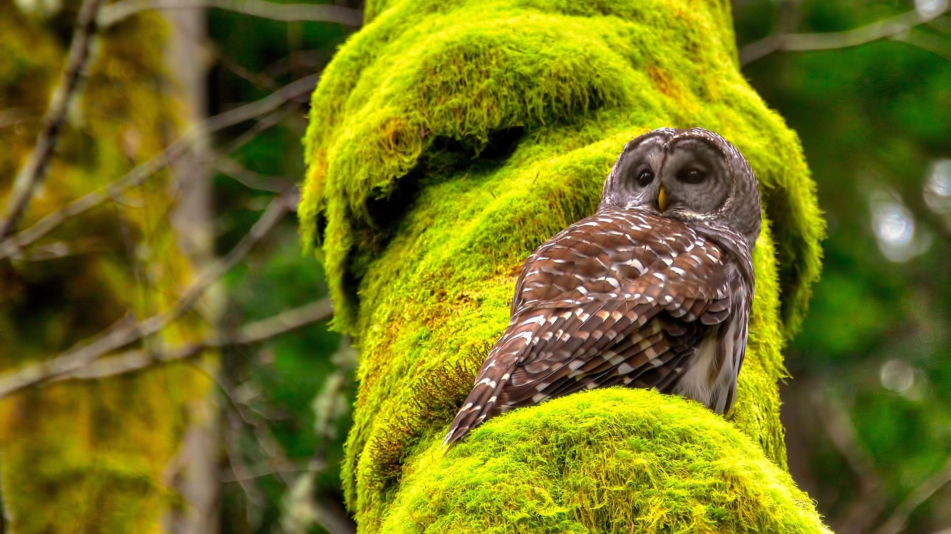 JIU YOU GAME-职业球队运营理念与现代趋势脱节,球队运营模式