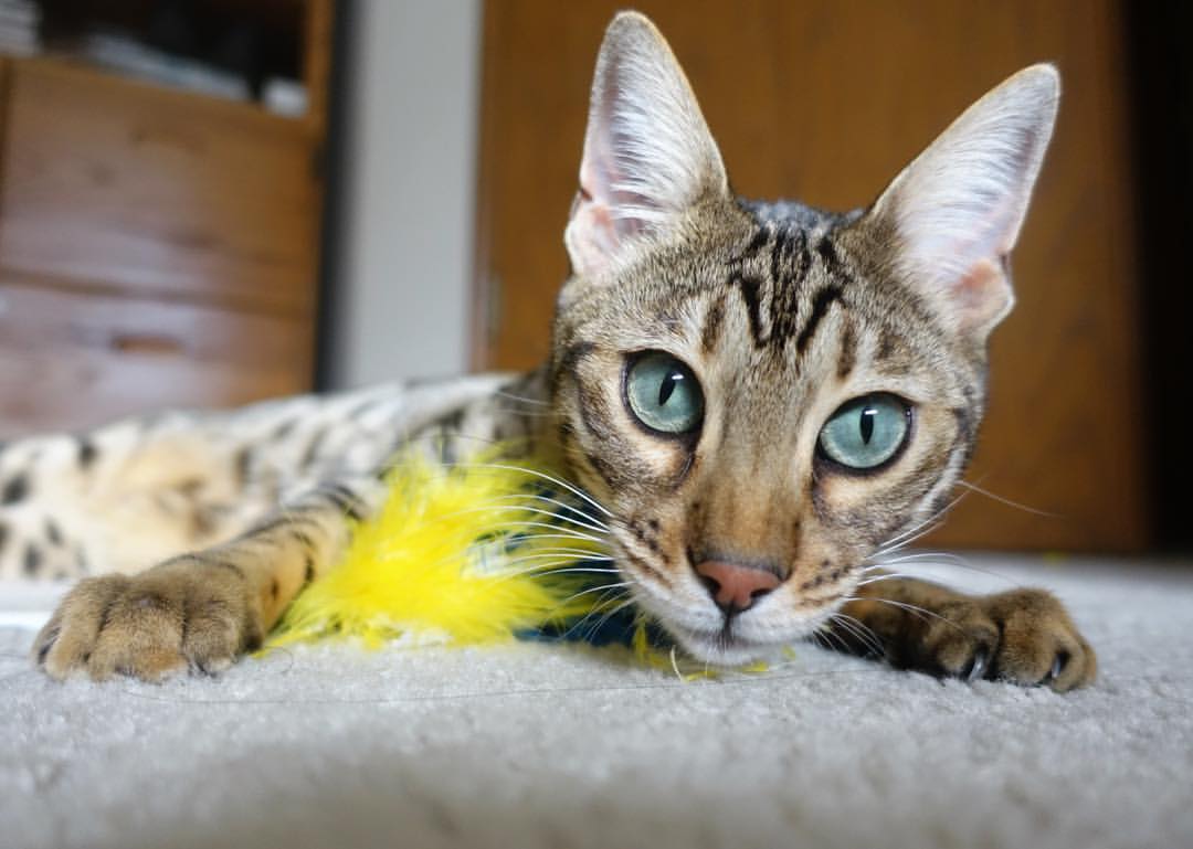 -节奏加快是否有助于激发替补球员状态，节奏型球员