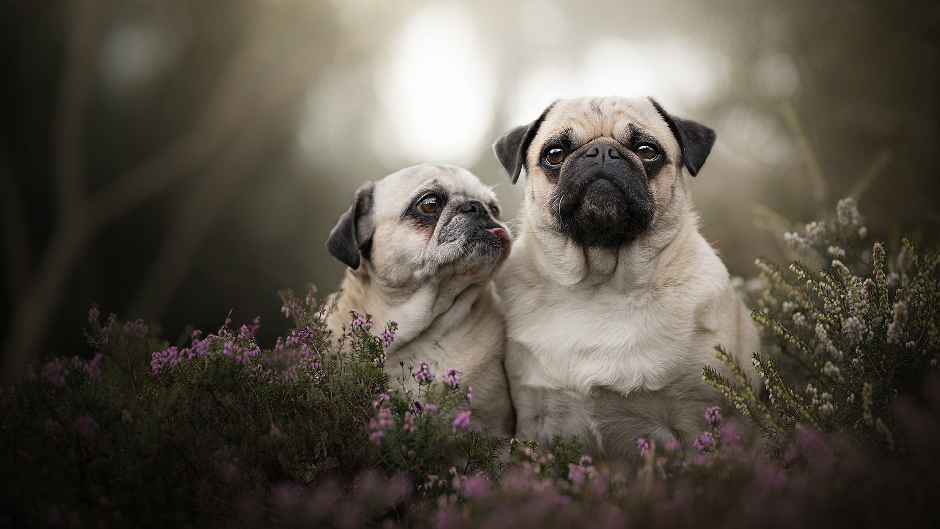 JIUYOU GAMING-中国足球俱乐部探索数据教练岗位职业化道路，中国足球协会信息化平台教练员资质在线查询系统