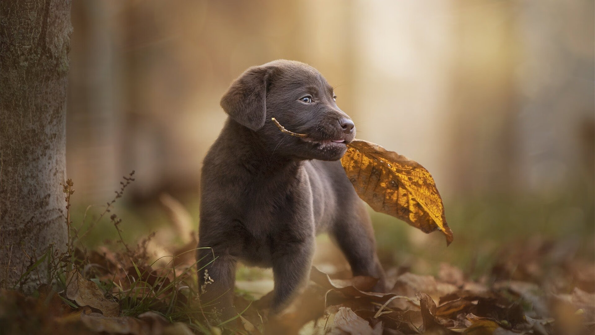 九游网-塞尔维亚男篮在欧洲预赛中奋勇追击,目标奥运梦想,塞尔维亚国家男篮