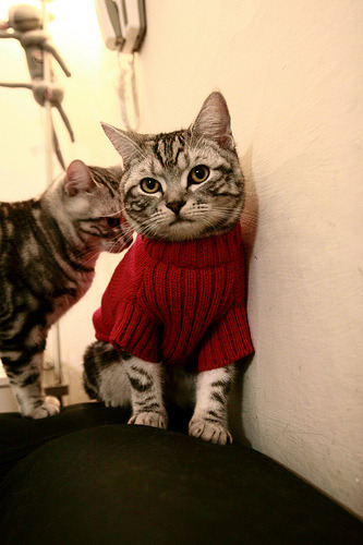 九游下载中心-李娜再夺金牌刷新历史网球公开赛，李娜网球比赛视频cctv