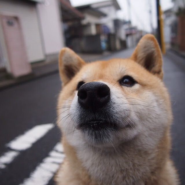 -法甲巅峰之战：激烈攻防层层递进，法甲对抗强度