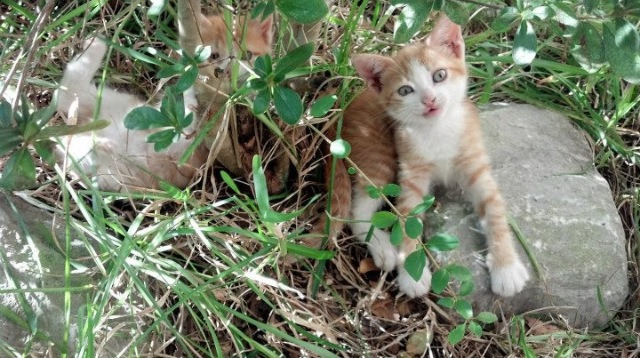 九游网游官网-法甲未来领军人物:新星崭露锋芒!,法甲潜力球员